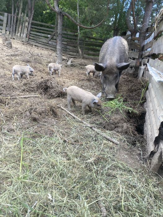 Продам поросят мангалиця-дюрок