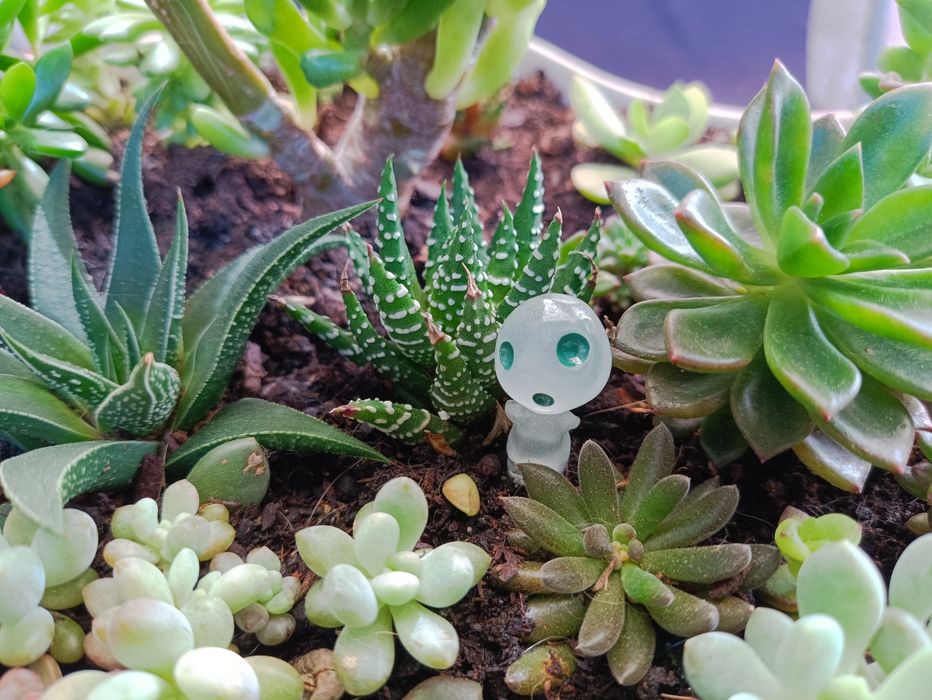 5 Fantasmas brilham no escuro,plantas, suculentas, orquídeas decoração