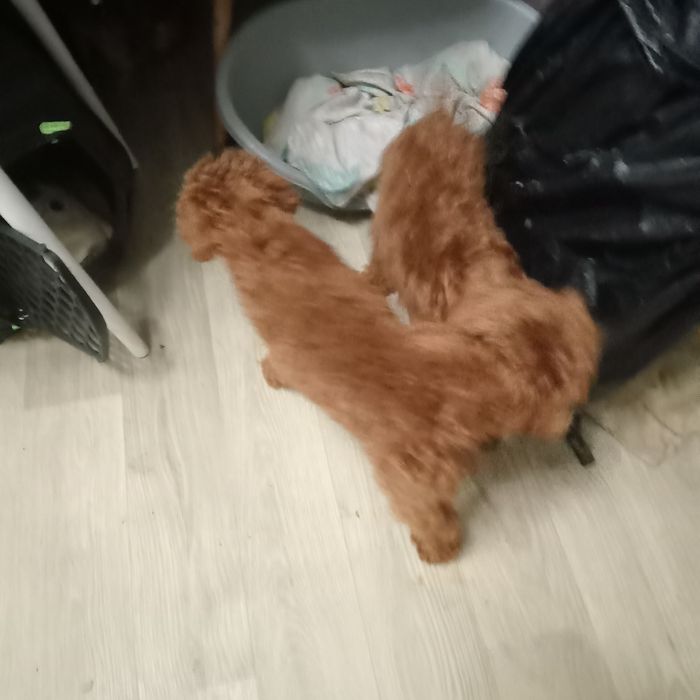 Мальтіпу F2 дівчинка