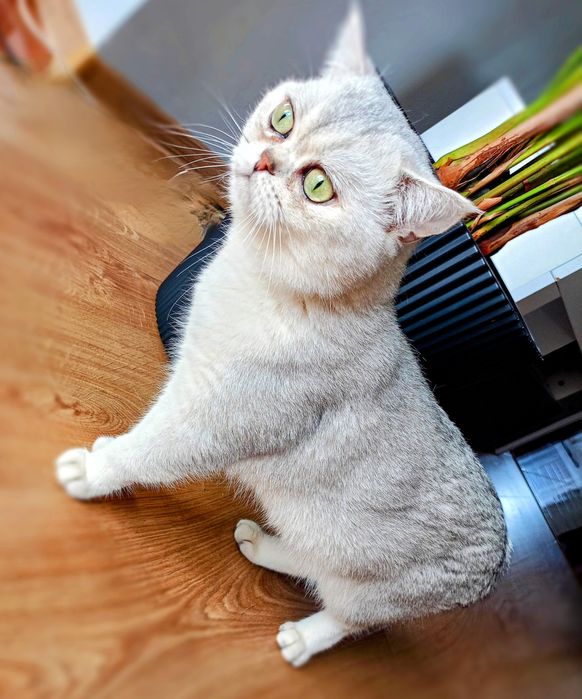 Piękny Reproduktor Brytyjski