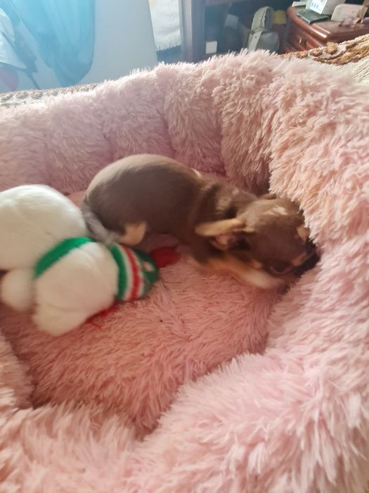 Chiuhahua femea lindis olhos verdessima choc tan merle