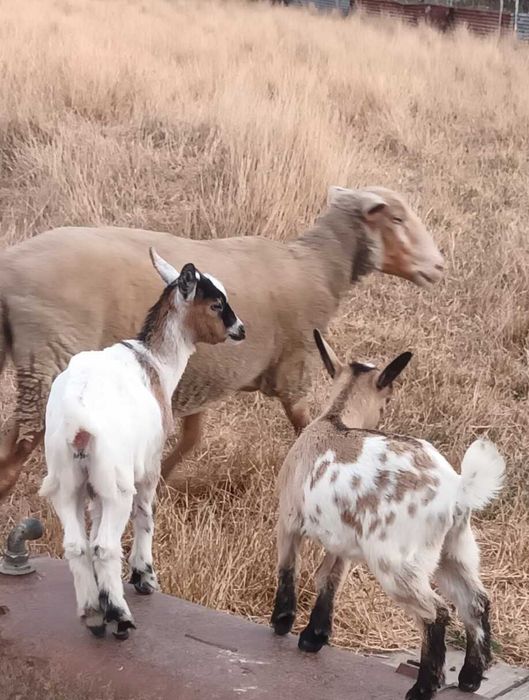 Vendo 2 crias com 3 meses  ( cabras do monte )
