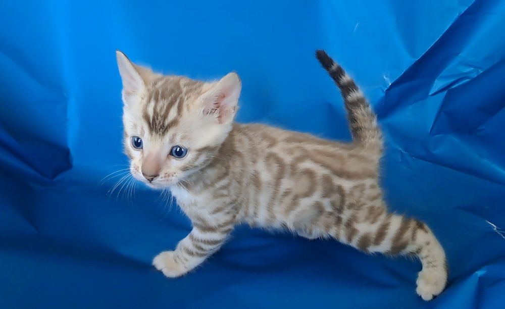Бенгальский кот котёнок