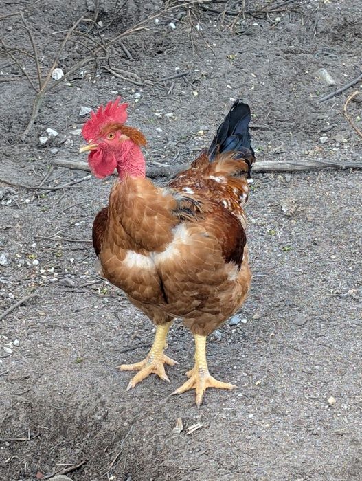 Galo de Raça Pescoço Pelado