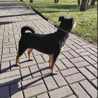 Метіс ягдтер’єра дівчинка 4 роки.