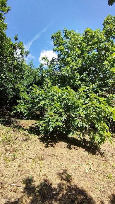 Terreno Urbano em Castelo Viegas