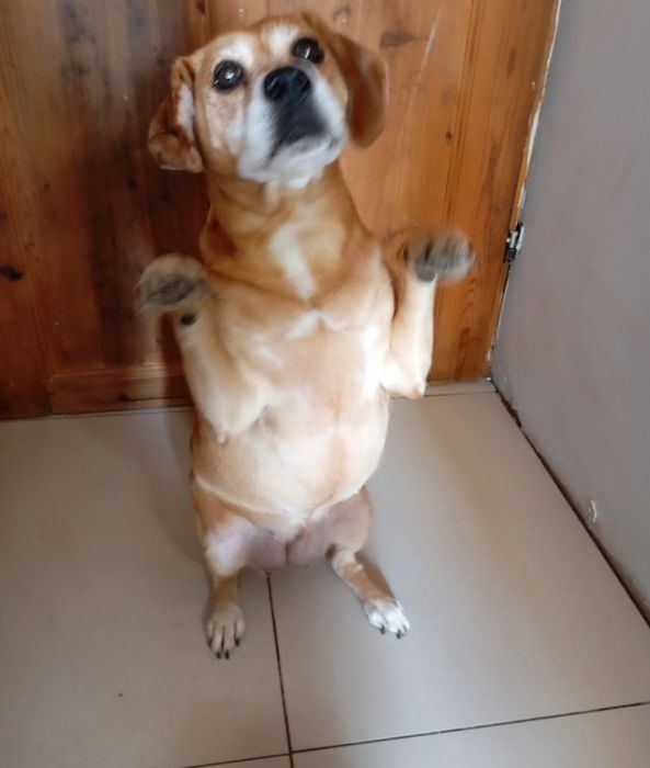 Suczka pilnie potrzebuje domu