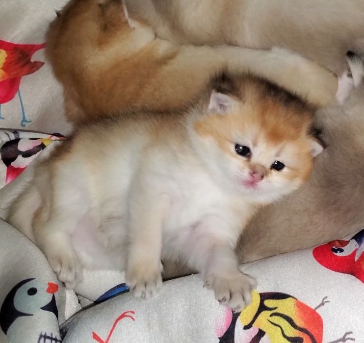 Ручные малыши, котята золотая шиншилла
