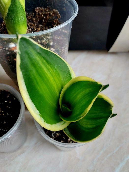 Сансевієрія Блек Голд Сільвер Пагода Крео варієгатна