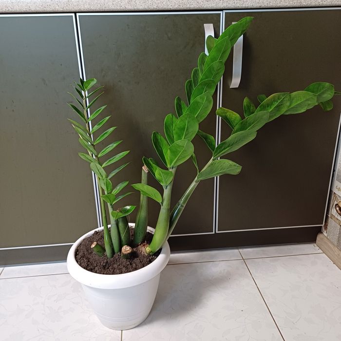 Продам заміокулькас
