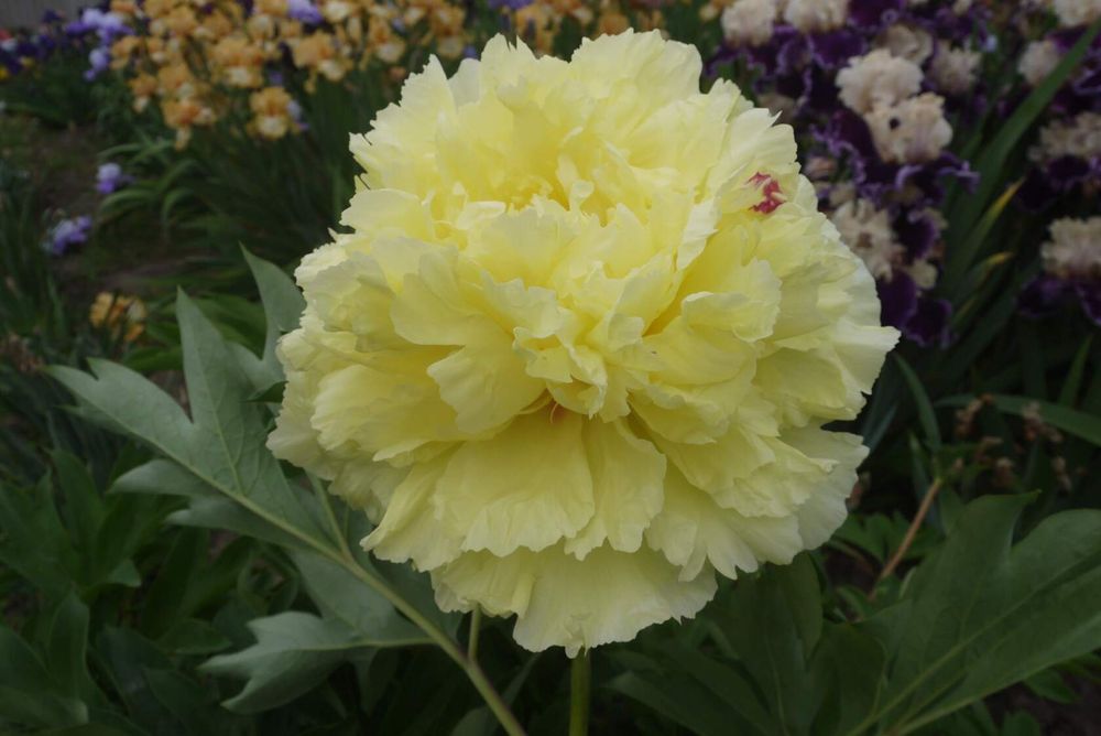 Пион Sonoma Halo