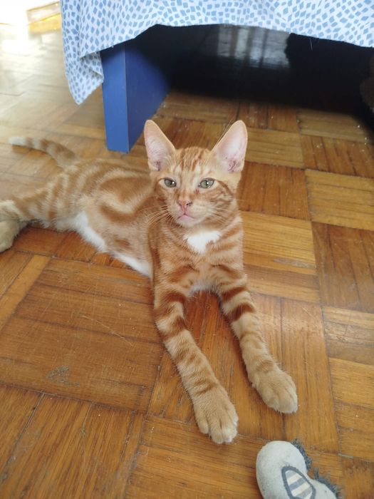 Gatinho bebé para adoção