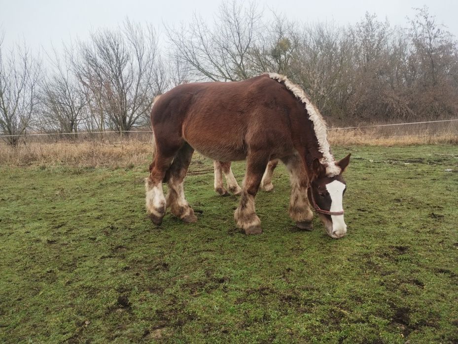 Klacz Arden Polski po Suliwan