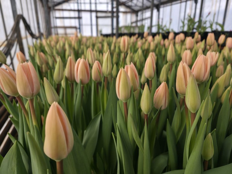 Тюльпани оптом та роздріб.