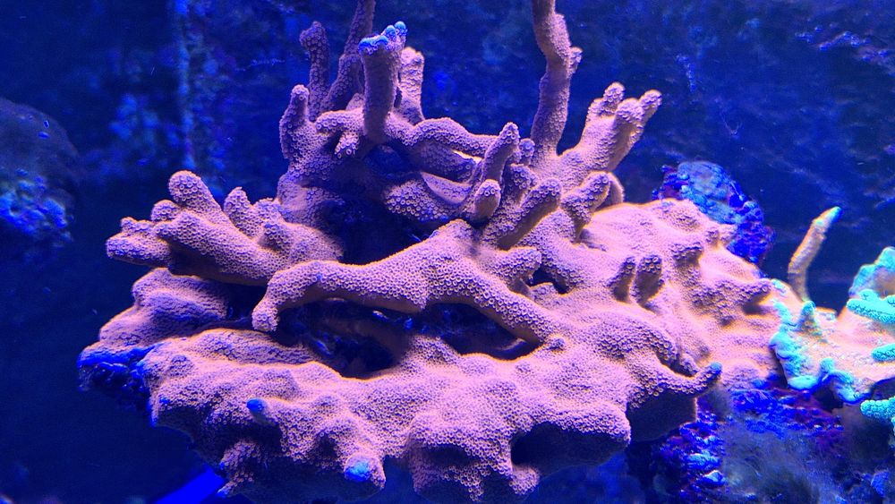 Akwarium morskie, Montipora czerwona