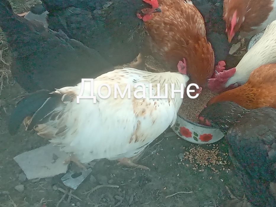 Гарантія100%зерно