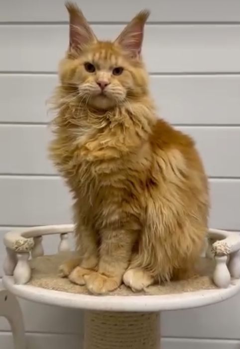 Котята  на   продажу