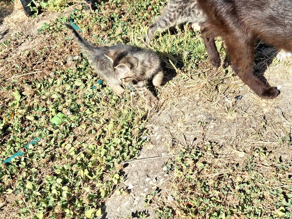 2 gatinhas para dar