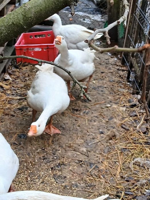 Sprzedam gęsi i gęsiory.