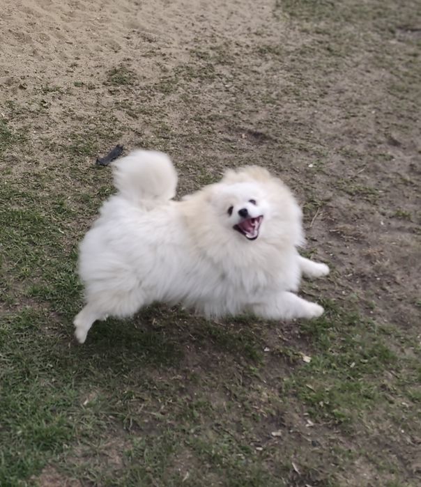 Szpic miniaturowy pomeranian