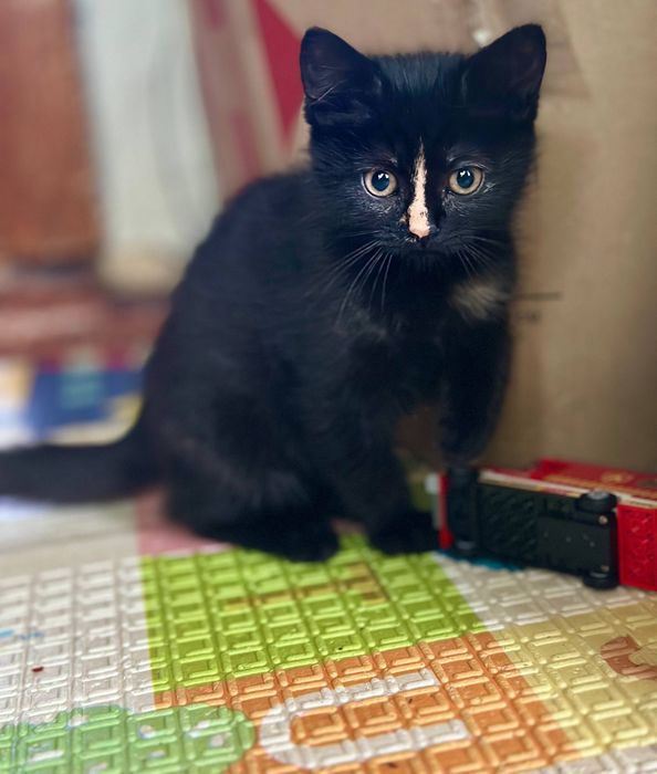 Котята отдам красивый котенок