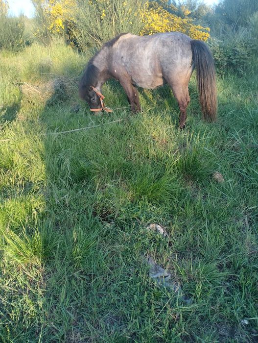 Ponei fêmea Appaloosa prenha