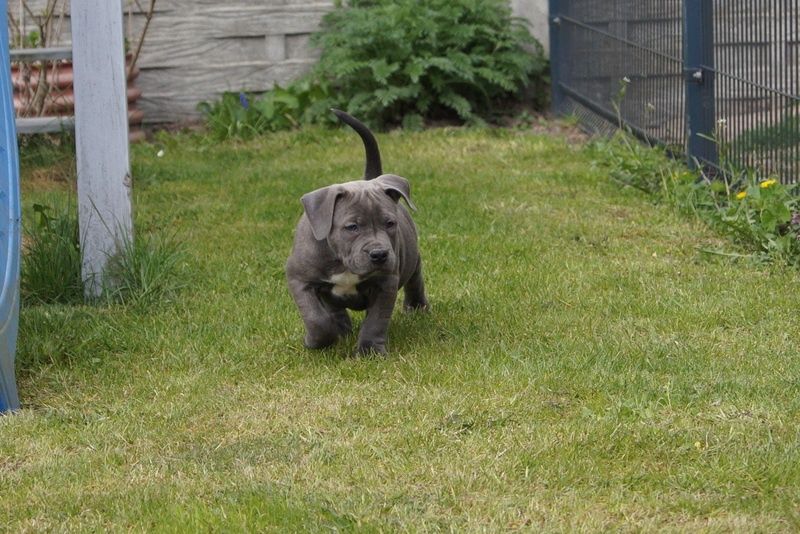 Suczka American Staffordshire Terier