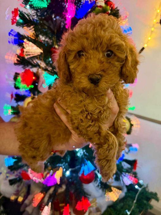 Toy Caniche Mini Femea Micro Menina Disponível