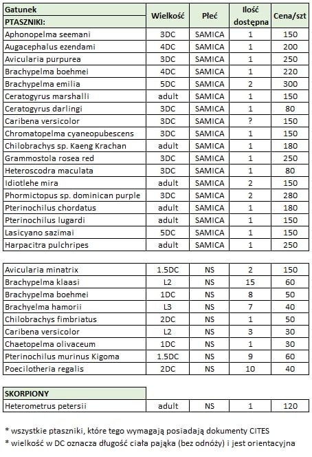 Pająk ptasznik skorpion