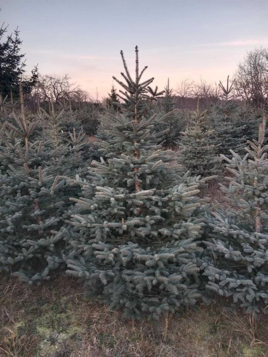 Choinki Cięte Przy Kliencie