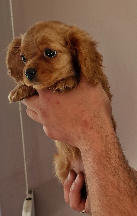 Malutka sunia cavapoo cavalier king charles spaniel