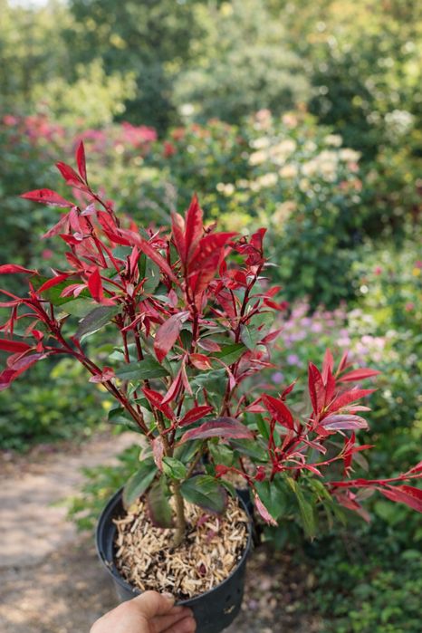 Głogownik RED ROBIN na Żywopłot 40-60cm C2 Rozkrzewiony