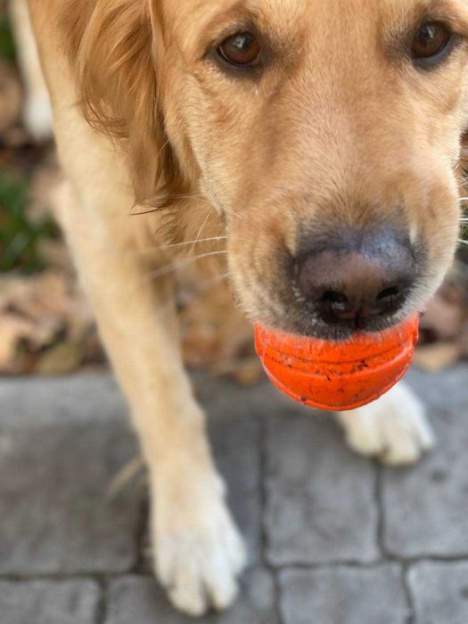 Молодой красавец познакомится с девушкой (Золотистый Ретривер)