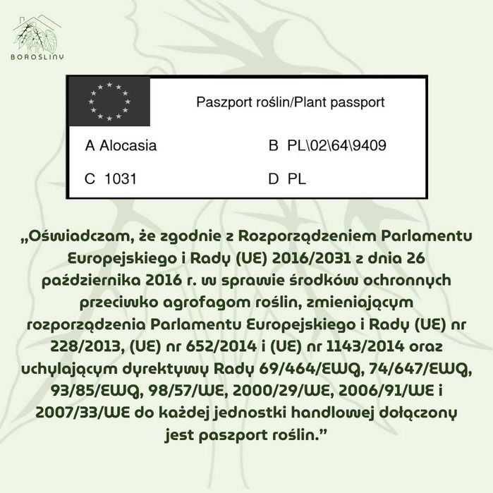 Philodendron Atom Aurea Ø-6 cm H-10 cm