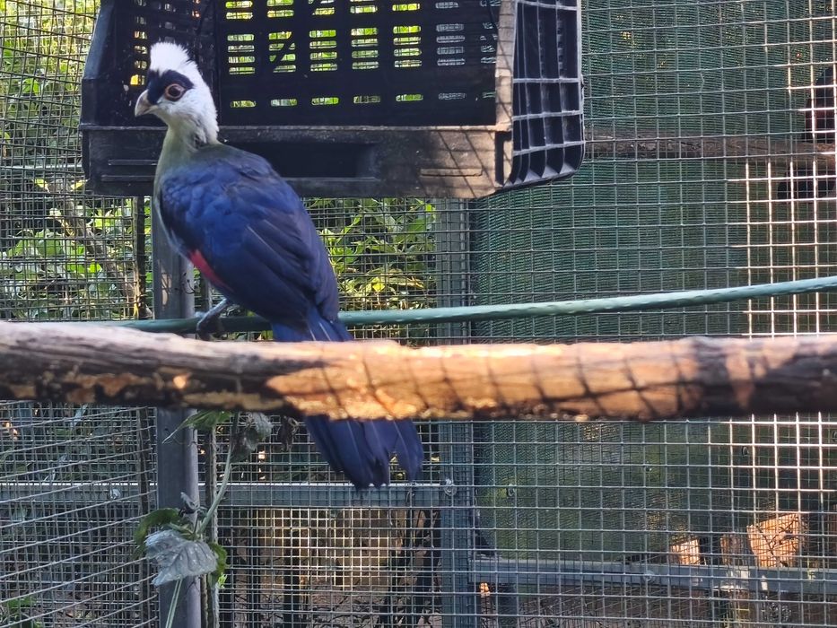 Turaco crista branca