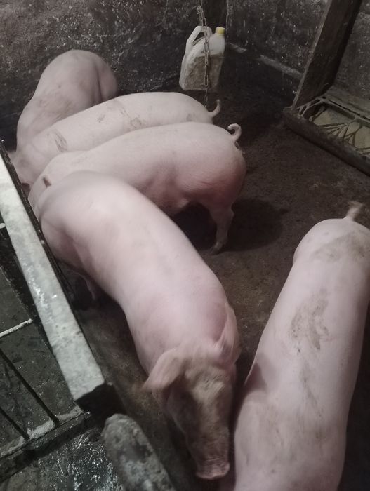 Продам домашню свинину ,також поросята