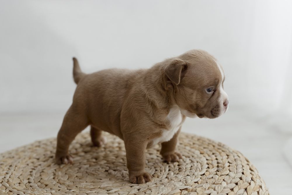 Suczka american bully szczeniak abkc classic