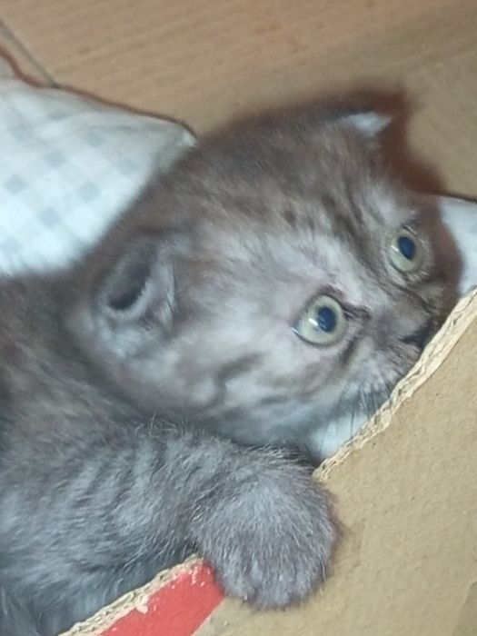 Кошенята Скоттіш фол