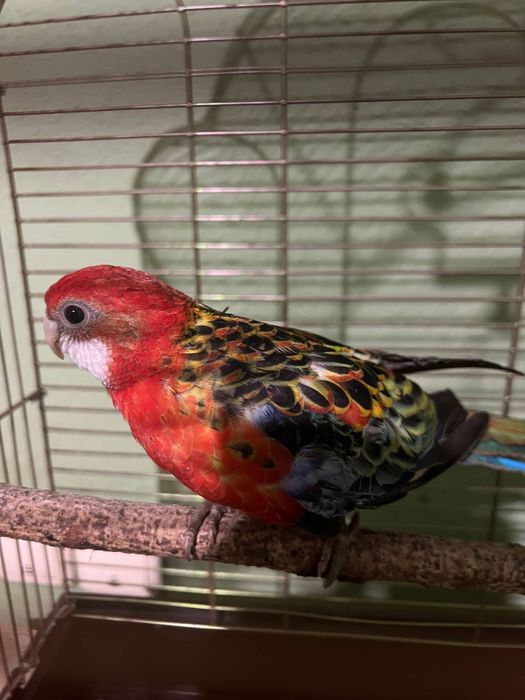 Ручний та дуже розумний (в наявності різні)