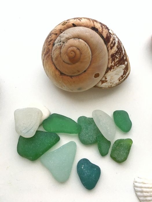 Мушлі океанічні морські  ракушки молюсків рапани