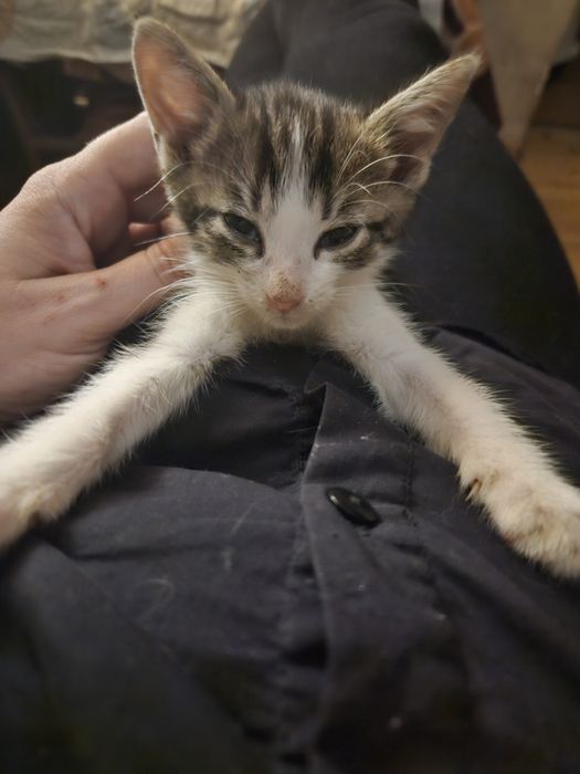 Adoptuj zwierzaki po traumie