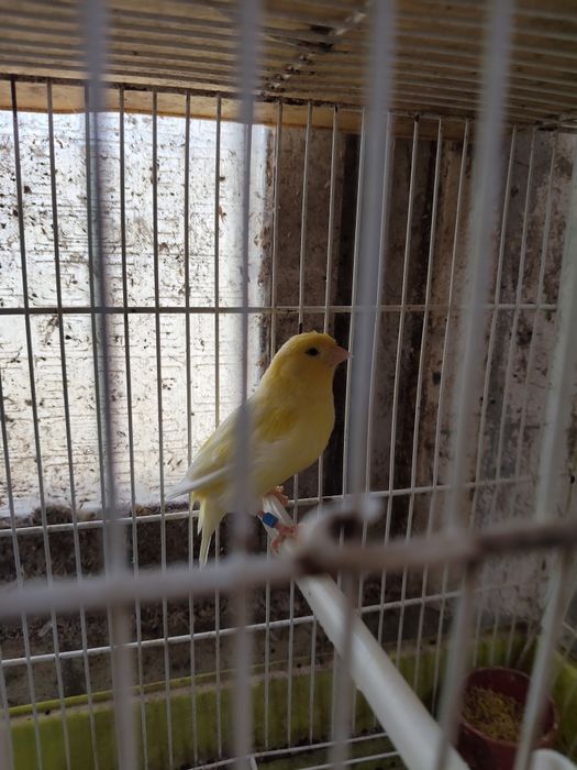 Vendo casais de canários amarelos