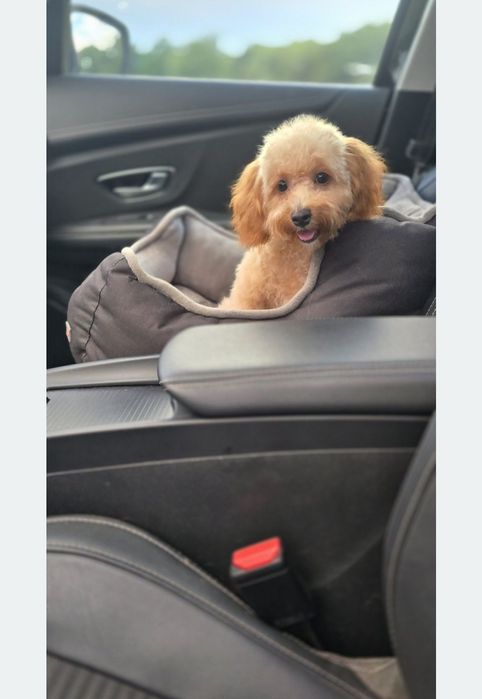 Cavapoo/ słodki chłopczyk