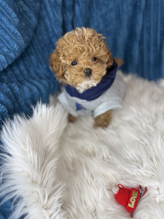 Шикарні vip мальтипу