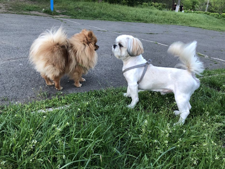 Вязка ши-тцу