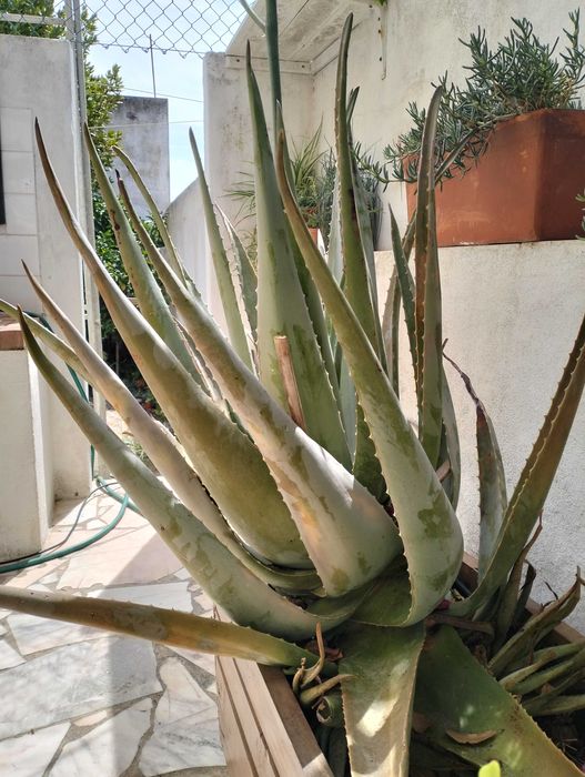 Planta Aloé Vera Grande (4 anos)