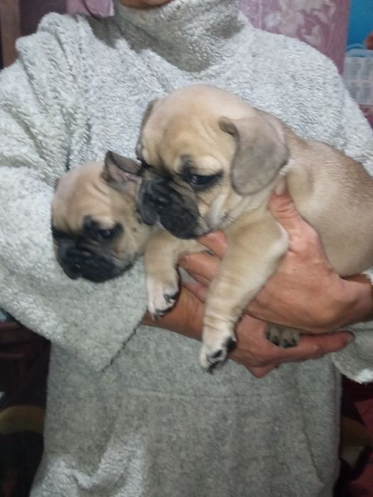 Продам цуценят французького бульдога