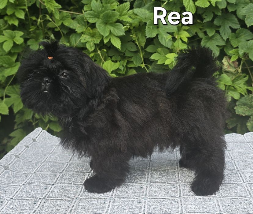 Sunia Shih tzu ZKWP