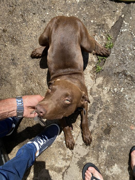 Cão macho para ADOÇÃO Snoopy