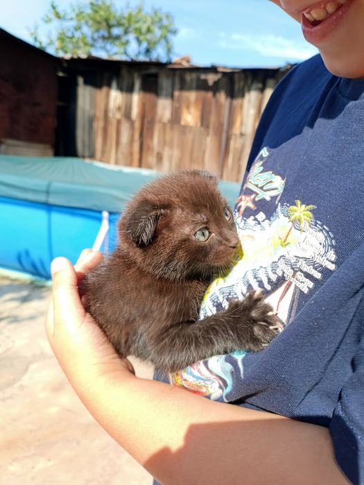 Котенок веслоухий мальчик